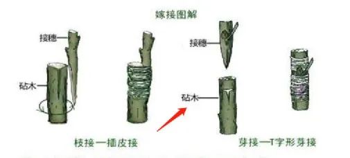 行業(yè)洞察 | 被忌憚的“私域流量”，中國(guó)亞馬遜賣家的“品牌軟骨癥”